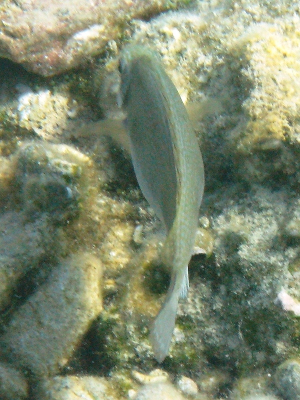 Siganus luridus (Pesce coniglio) - specie lessepsiana